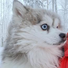 Pomsky puppies from Arctic Kennels (Pomskies, Akitas & Shibas)