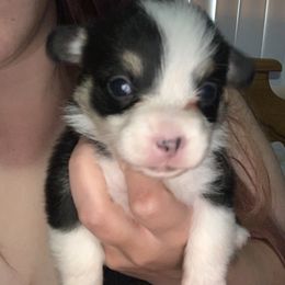 American Corgi and Pembroke Welsh Corgi Puppies from Chaotic Corgi’s