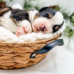 Frazier (Orange Collar) - Black rust and white male Bernese Mountain Dog puppy in Hudson, Indiana from TurkeyCreek-K9