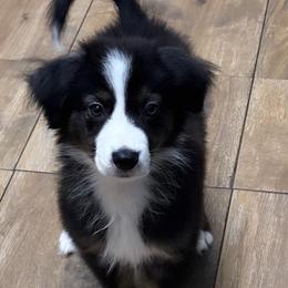 Shadow - Black tri female Miniature Australian Shepherd puppy in Polk City, Florida from Skaky Shepherds