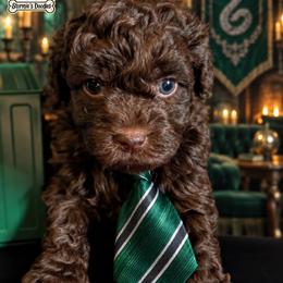 Blue - Brown male Shihpoo puppy in Rockledge, Florida from Bellady's Shihpoos
