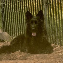 Savvy - German Shepherd