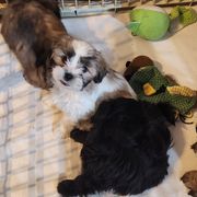 Shichons from Tri-County Kennels