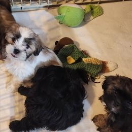 Shichons from Tri-County Kennels
