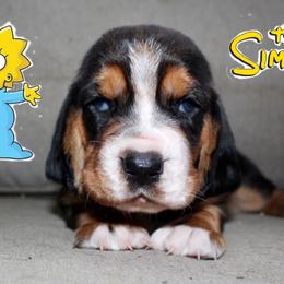 Maggie - Black brown and white female Basset Hound puppy in Jacksboro, Texas from Basset Hounds of Jacksboro, Tx