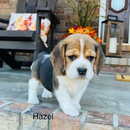 Hazel - Black white and tan female Beagle puppy in Mansfield, Missouri from Rippee Creek Kennel