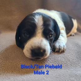 Black Piebald 2 - Piebald male Dachshund puppy in Washington C.H., Ohio from Long Duk Dachshunds