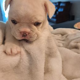 French Bulldog Puppies from Melvin's Frenchies