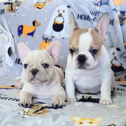 French Bulldog Puppies from JOLYNN Mecham