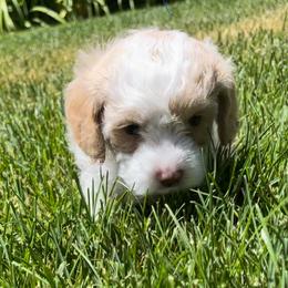 Poodle Puppies from Caboodles Of Poodles