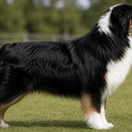 Fury - Australian Shepherd