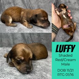 Luffy - Red male Dachshund puppy in Denham Springs, Louisiana from Rockin’ with Dachshunds