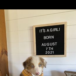 Australian Shepherd Puppies from Ozark Mountain Aussies