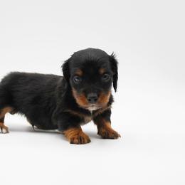 AKC Bear - Black and tan male Dachshund puppy in Billings, Missouri from Bundles of Joy