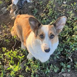 Sadie - Cardigan Welsh Corgi