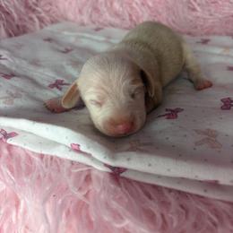 Layla - Cream female Dachshund puppy in Lake City, Florida from My Ditzy Doxies of Florida