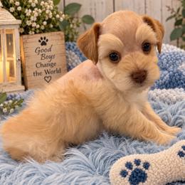 Wheaten Male - Wheaten male Miniature Schnauzer puppy in San Augustine, Texas from My Little Schnauzer Pals