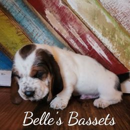 Basset Hounds from Belle's Bassets
