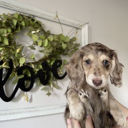 Pumpkin - Dapple Dachshund puppy in Kissimmee, Florida from Mini Doxie Cuties
