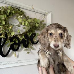 Pumpkin - Dapple Dachshund puppy in Kissimmee, Florida from Mini Doxie Cuties