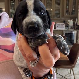 Guthrie - Black roan female German Shorthaired Pointer puppy in San Antonio, Texas from Alvarado Farm Kennels, LLC