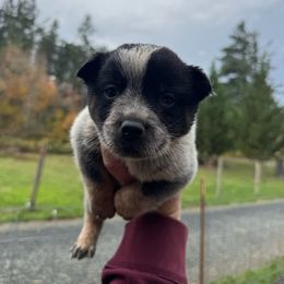 Wyatt - Blue male Australian Cattle Dog puppy in Cottage Grove, Oregon from Heirloom Ranch