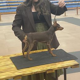 Rocket - Miniature Pinscher