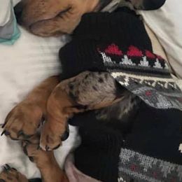 Dachshunds from Frosty Doxies