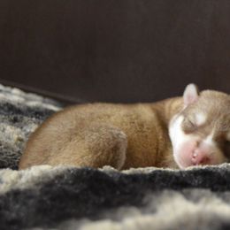 Shiba Inu and Siberian Husky Puppies from Mirage Siberians