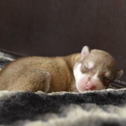 Shiba Inu and Siberian Husky Puppies from Mirage Siberians