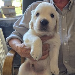 Maverick  (Boy 5) - Light golden male Golden Retriever puppy in Elizabeth, Colorado from Blazing Star Goldens