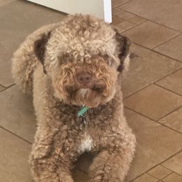 Ollie - Lagotto Romagnolo
