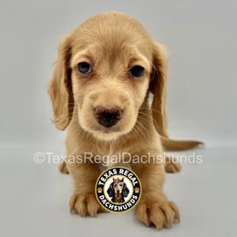 Duchess - Cream female Dachshund puppy in Houston, Texas from Texas Regal Dachshunds LLC