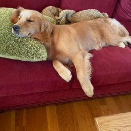 Golden Retriever All Grown Up from Stonewood Goldens