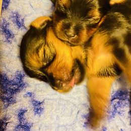 Yorkshire Terrier Puppies from Cutest AKC Arizona Yorkies