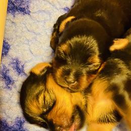 Yorkshire Terrier Puppies from Cutest AKC Arizona Yorkies