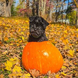 Blaze - Black male Miniature Schnauzer puppy in Dickson, Tennessee from Surely Blessed Mini Schnauzers