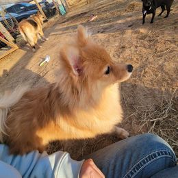 Petunia - Pomeranian