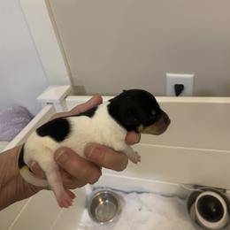 Toy Fox Terrier Puppies from Threlfall’s TFT’s