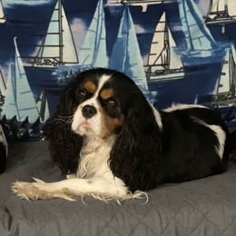 Archie - Cavalier King Charles Spaniel