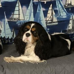 Archie - Cavalier King Charles Spaniel