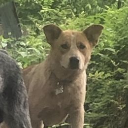 phoenix - Australian Cattle Dog