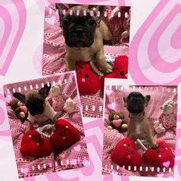 Charolette - Fawn female French Bulldog puppy in Neenah, Wisconsin from Mimosa Acres French Bulldogs LLC