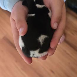 Elvira - Black and white female Teddy Roosevelt Terrier puppy in Williamston, North Carolina from MOONSHINE TERRIERS