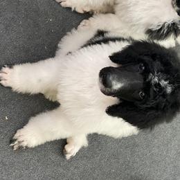 Poodle Puppies from Southern Elegance Standards
