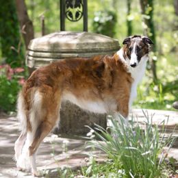 Strelka - Borzoi
