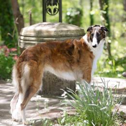 Strelka - Borzoi
