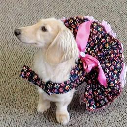 Bella - Dachshund