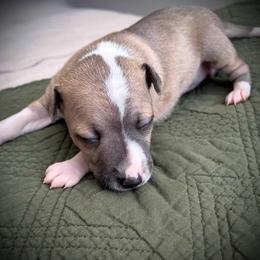 Violet - Fawn female Italian Greyhound puppy in New Port Richey, Florida from The Noodle Nest