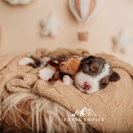 Lumen - Blue merle male Bernedoodle puppy in Grants Pass, Oregon from Royal Empire Bernedoodles